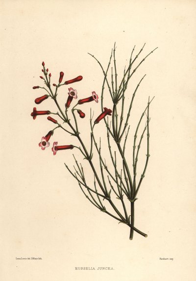 Fountainbush or Firecracker Plant, Russelia Equisetiformis by Unknown